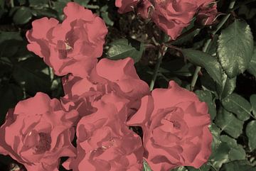 Roze rozen van Marleen De Wandeleer
