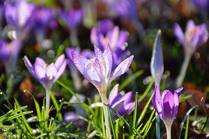 De lente ontwaakt - Krokus in de ochtendzon