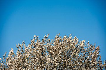 Wit bloeiende boom van Pictorine