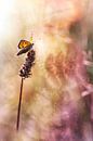 Ardent love van Bob Daalder thumbnail