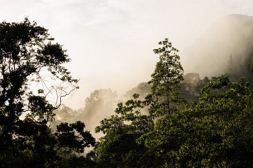 Mistige zonsopkomst in Sinharaja National Park