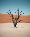 Eenzame boom van Youri Zwart thumbnail