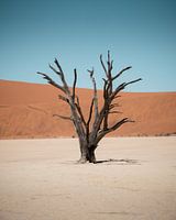 Lonely tree
