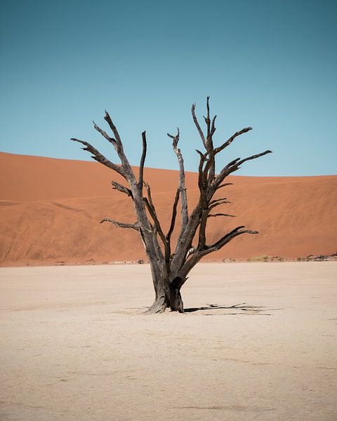 Eenzame boom van Youri Zwart