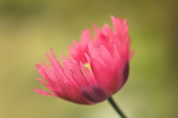 L'été rose sur Monique Laats-Wind