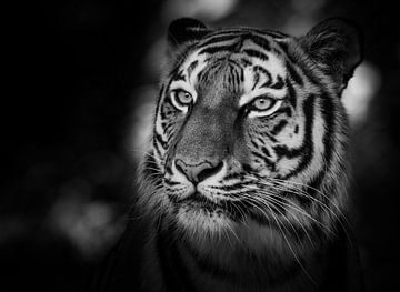Zwart-wit portret van een Siberische tijger van ManfredFotos