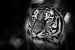 Zwart-wit portret van een Siberische tijger van ManfredFotos