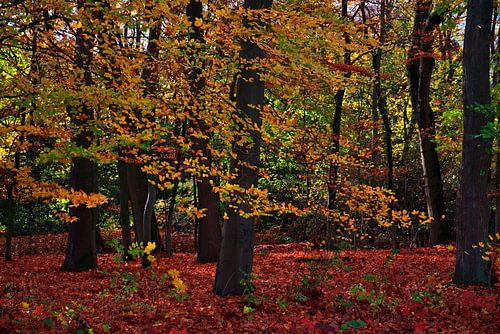 Herfstbos