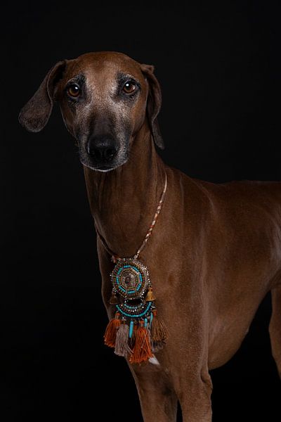 Afrikaanse Azawakh hond met halsketting tegen zwarte achtergrond van Leoniek van der Vliet