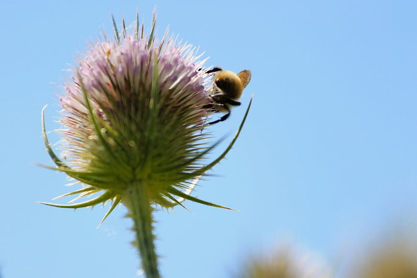 Bij von Fotografia PB