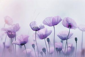 Mohn Blumen