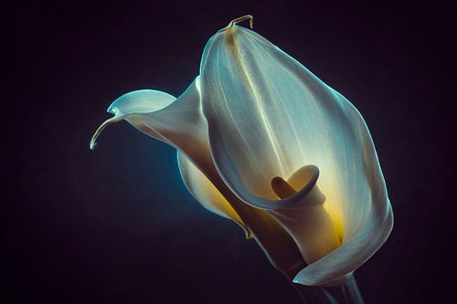 calla