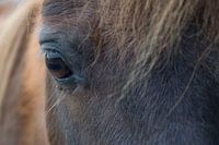 Oog van een pony
