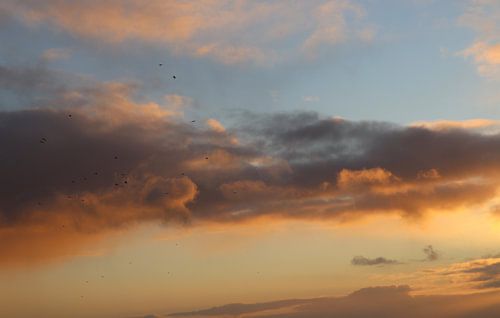 Les oiseaux dans le ciel du soir