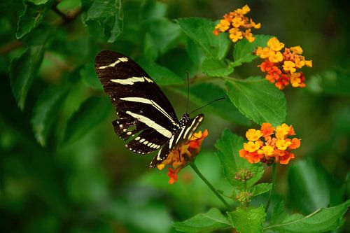 Een Zebra Longwing-vlinder