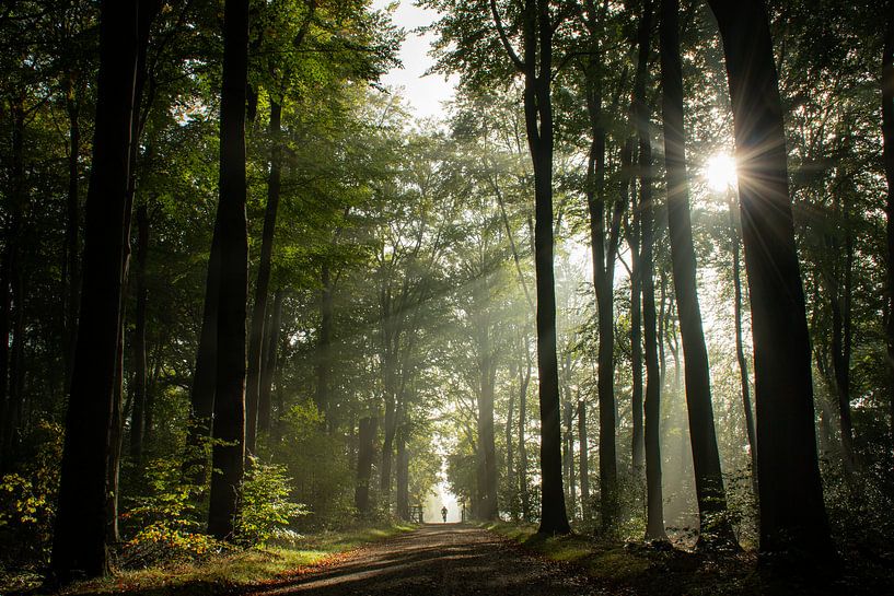 Lever de soleil sur la Veluwe dans le brouillard par Esther Wagensveld