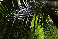Tropical canopy in Suriname