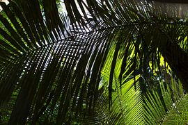 Tropical canopy in Suriname by rene marcel originals