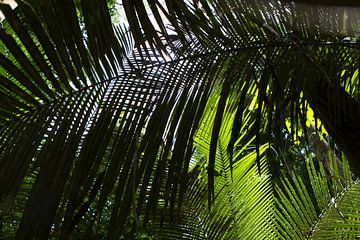 Tropisch bladerdak in Suriname van rene marcel originals