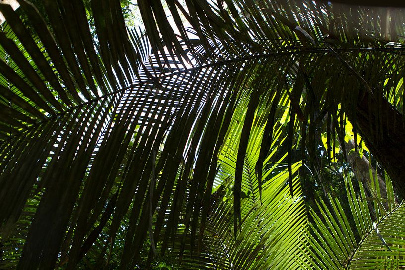 Tropisches Vordach in Suriname von rene marcel originals