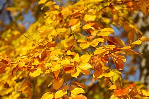 Bunt verfärbtes Herbstlaub an an einer Buche