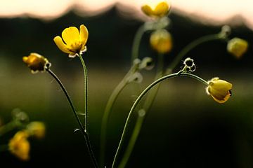 In the evening light. by tim eshuis