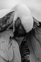 Kraanvogel