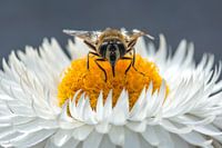 Honingbij op witte stro-bloem