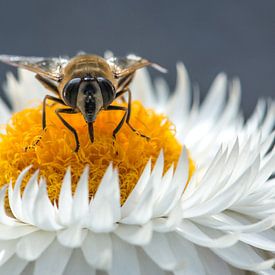 Honingbij op witte stro-bloem van Annette Schoof