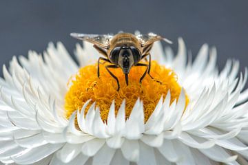Honingbij op witte stro-bloem van Annette Schoof