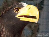 Close-up Giant Eagle (Digital Art)