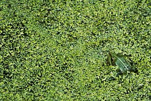 Green frog by Danny Slijfer Natuurfotografie