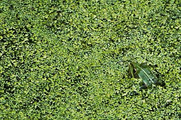 Groene kikker van Danny Slijfer Natuurfotografie