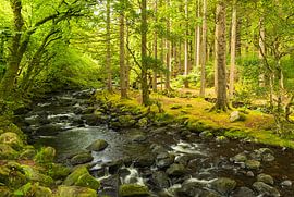 Chute d'eau de Torc Parc national de Killarney (Irlande)