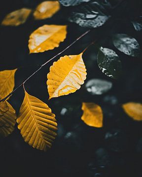 Bladeren in de herfst van fernlichtsicht