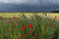 Sommerlandschaft des Polders in Holland mit Mohnblumen und Gewittersturm. von Eyesmile Photography Miniaturansicht