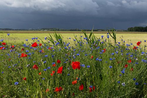 Zomer landschap van de polder in Nederland met klaprozen en onweersbui.