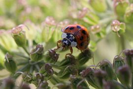 Lieve heersbeestjes by t de bruin