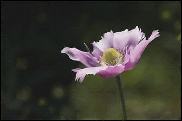 Opium papaver van Christine Nöhmeier