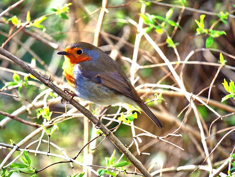 Robin par Edgar Schermaul