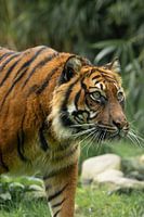 Beeindruckende Nahaufnahme eines Sumatra-Tigers auf der Jagd