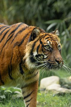 Intrigerende close up van een Sumatraanse Tijger op jacht van Wildlife Designs