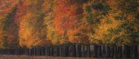 Line of trees