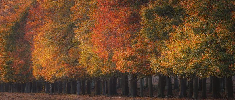 Line of trees by Arjen Noord