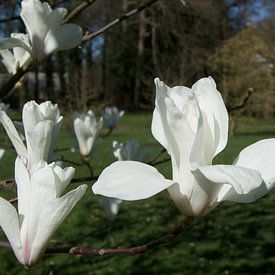 Magnolia van Kris Gevaert