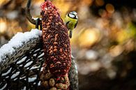 Tuinvogels in de winter van Mandy Aelen thumbnail