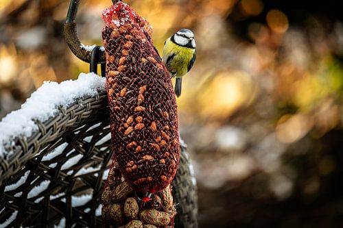Garden birds in winter