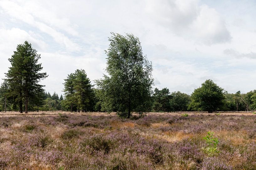 Stroese Heide van Richard Wareham