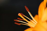 Orangene Lilie von Pim van der Horst Miniaturansicht