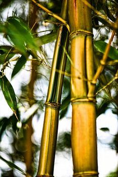 Bamboo